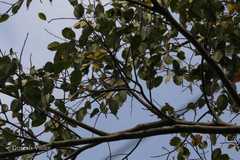 Ficus talbotii